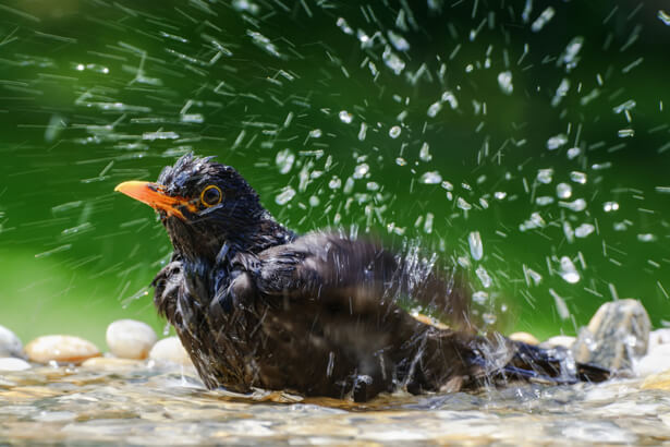 donner eau animaux