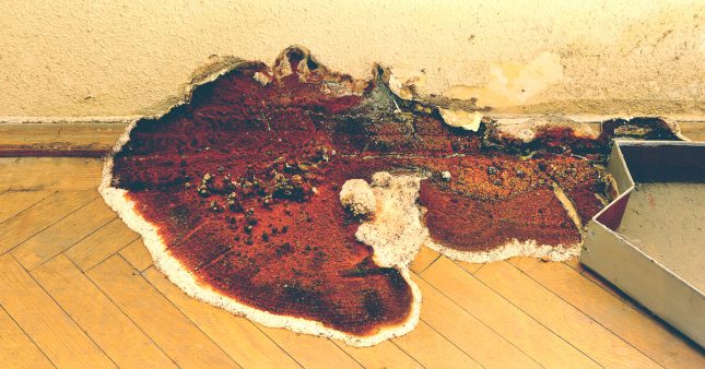 La mérule pleureuse : fléau de nos maisons !