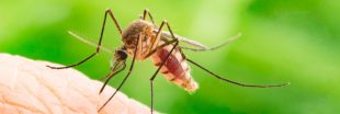 La contraception pour moustiques, une nouvelle méthode de lutte contre les maladies ?