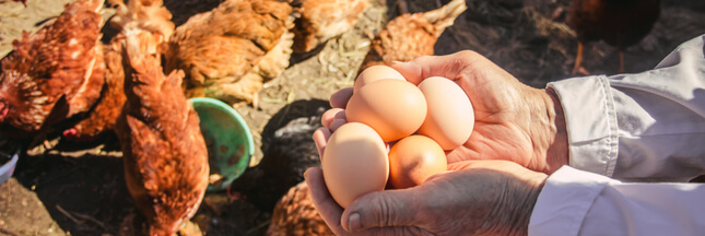 La grande distribution (enfin) soucieuse du bien-être animal ?