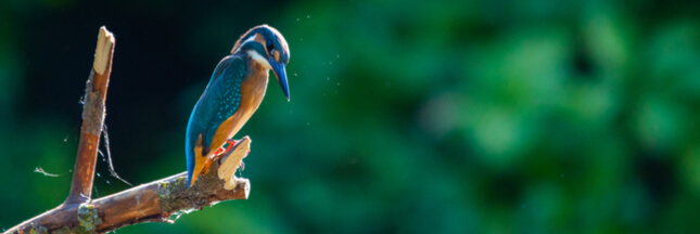 Office français de la biodiversité : un projet qui donne l’avantage aux chasseurs !