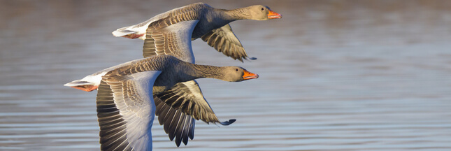 Dites non à la prolongation de la chasse aux oies sauvages !