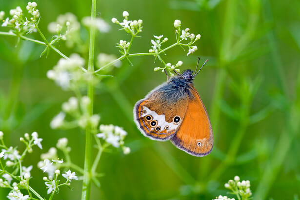 papillons menaces, espèces menacées en France