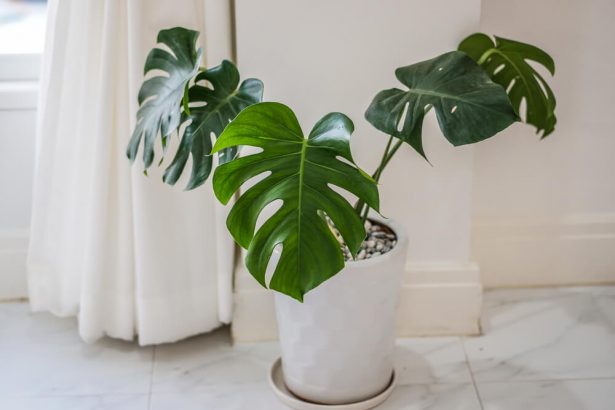 philodendron danger
