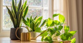 5 plantes dépolluantes pour purifier sa chambre