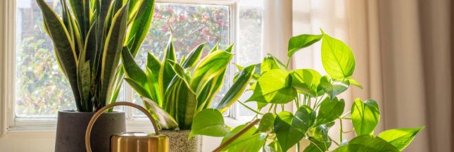 plantes pour purifier l'air