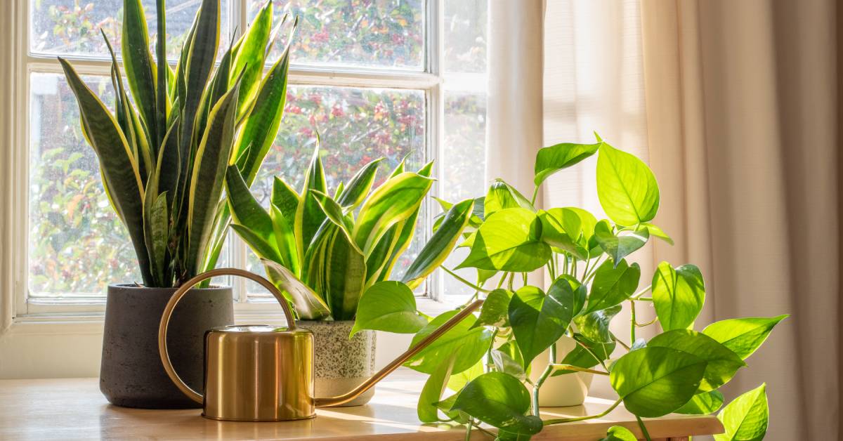 5 plantes dépolluantes pour purifier sa chambre