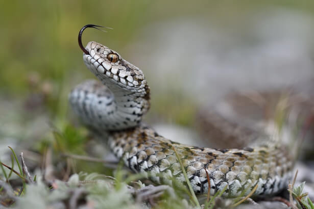 reptiles menaces, espèces menacées en France