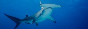 Aquarium Nausicaá : 28 requins-marteaux morts et une addition salée