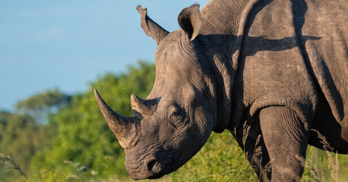 Rhinocéros de Java : le prochain grand mammifère à s’éteindre ?