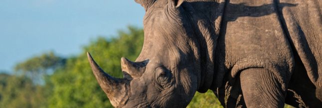 rhinocéros de Java