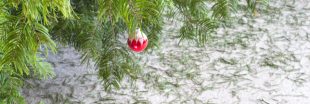 Innovation et recyclage : que faire de nos sapins une fois les fêtes finies