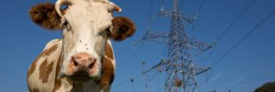 Les animaux d'élevage stressés par les rayonnements électromagnétiques