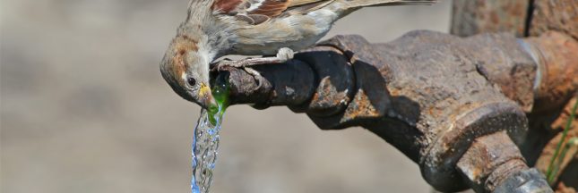 abreuvoir animaux sauvages