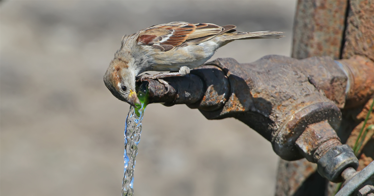 De l'eau chez vous pour les animaux, c'est toute l'année !