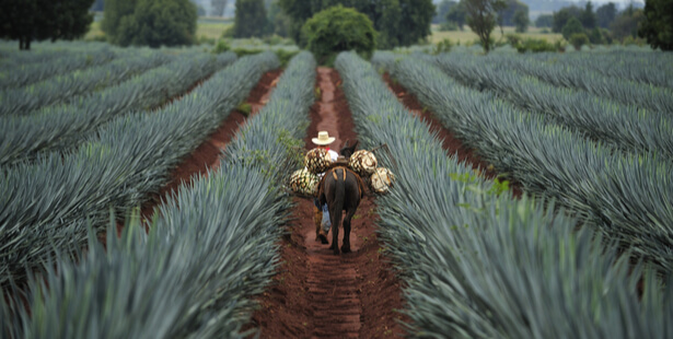 sirop agave