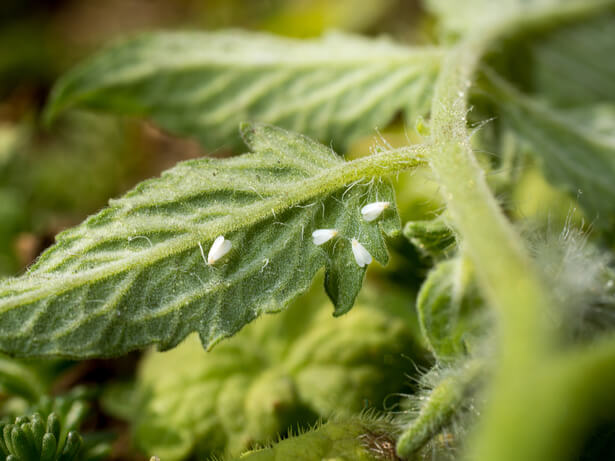 Le produit insolite à mettre sur vos tomates pour les faire pousser plus  vite