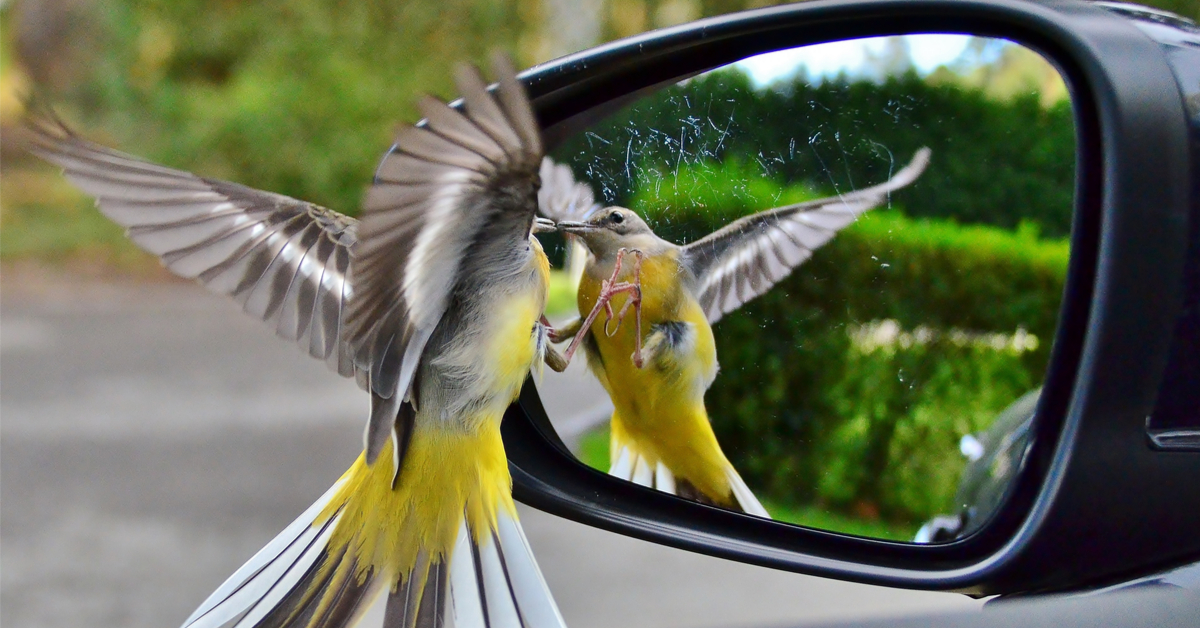 Ces animaux qui se reconnaissent dans un miroir Ces animaux qui se reconnaissent dans un miroir