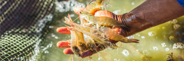 mangrove crevettes