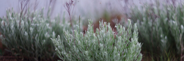 Ces plantes qui favorisent les membres de leur famille