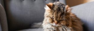 Comment soigner l'arthrose du chat naturellement ?