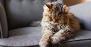 Comment soigner l'arthrose du chat naturellement ?