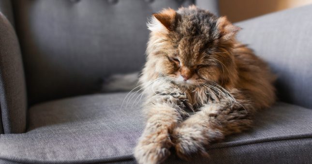 Comment soigner l’arthrose du chat naturellement ?