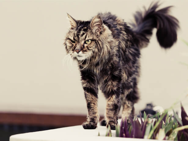 douleur à l'arrière-train chez le chat