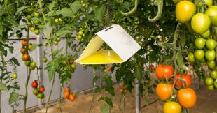 Biocontrôle au potager, comment ça marche ?