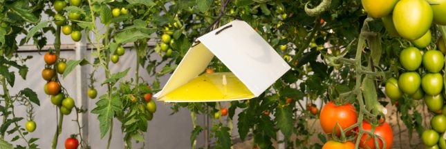 biocontrôle potager