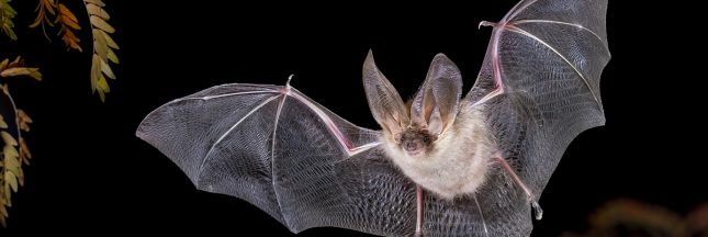 Pipistrelle en plein vol
