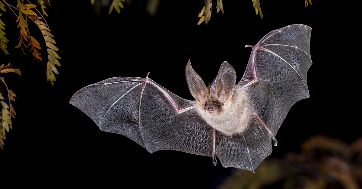 Pourquoi et comment attirer des chauves-souris chez soi ?