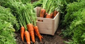 Association de culture : bonnes et mauvaises fréquentations de la carotte