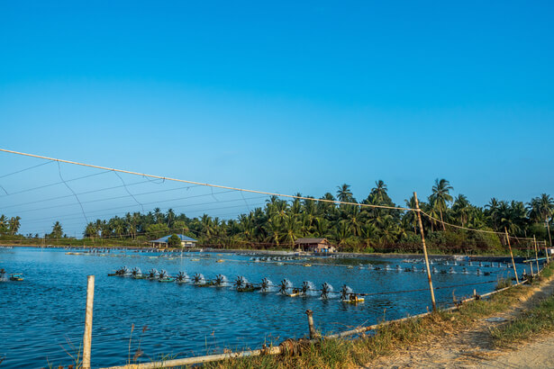 mangrove crevettes