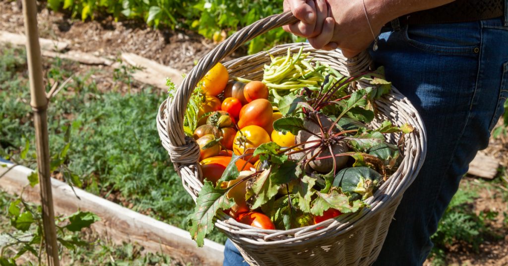 5 astuces pour faire des économies au potager