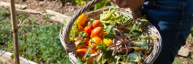 faire économies potager
