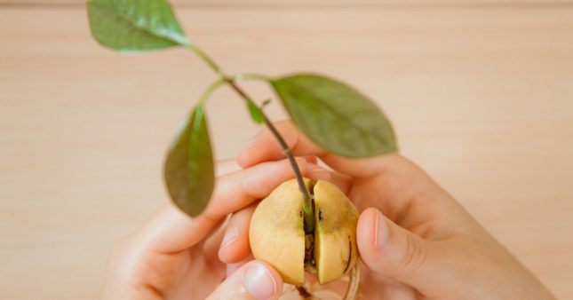 Comment faire germer les noyaux ou  les pépins de fruits ?
