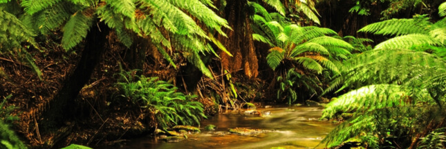 Réchauffement climatique : L’Australie veut planter un milliard d’arbres