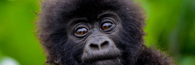 espèces les plus menacées