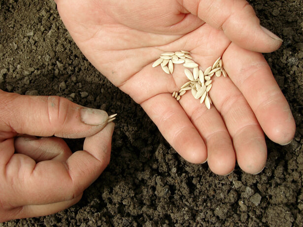 planter concombre