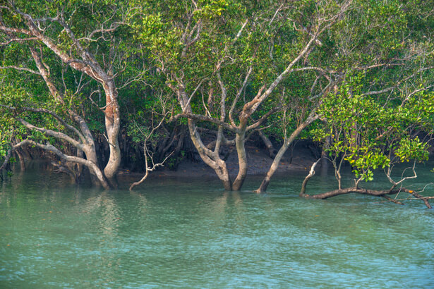 mangroves crevettes