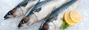 Surpêche : le maquereau de l'Atlantique Nord-Est perd sa certification MSC