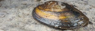 Une moule géante, l'anodonte chinoise à l'assaut de nos cours d'eau