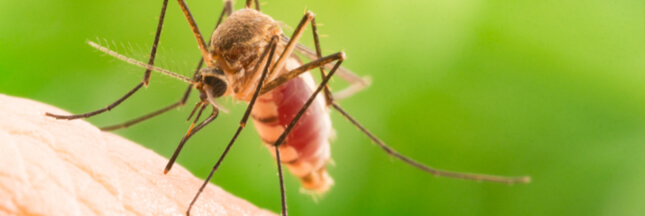 Un coupe-faim pour moustiques, future protection contre les piqûres ?