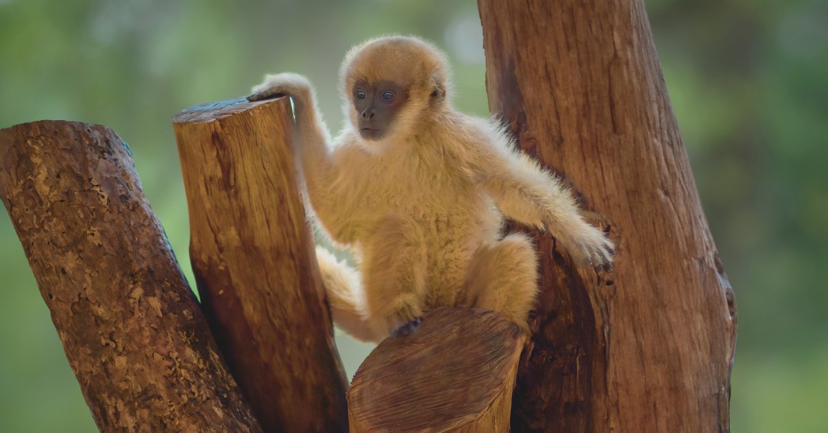 11 espèces en voie de disparition imminente 11 espèces en voie de disparition imminente
