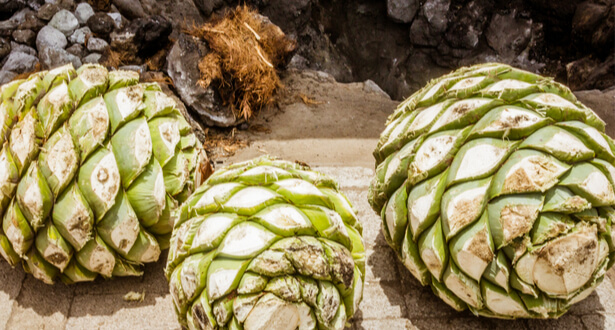 Le sirop d'agave - Quels sont ses bienfaits et comment l'utiliser en  cuisine ?