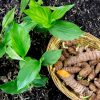 Planter du curcuma chez soi : les bons gestes Planter du curcuma chez soi : les bons gestes