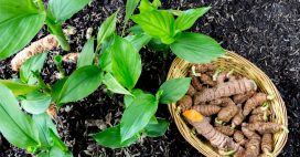 Planter du curcuma chez soi : les bons gestes Planter du curcuma chez soi : les bons gestes