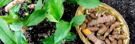 Planter du curcuma chez soi : les bons gestes Planter du curcuma chez soi : les bons gestes