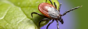 La salive des tiques à l'origine de la progression de l'allergie à la viande